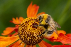 David Plant Photography - Wildlife Photography - White-tailed bumblebee, Bombus lucorum - C