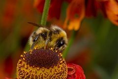 David Plant Photography - Wildlife Photography - White-tailed bumblebee, Bombus lucorum - D