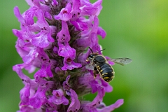David Plant Photography - Wildlife Photography - Wool carder bee, Anthidium manicatum - E