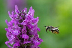 David Plant Photography - Wildlife Photography - Wool carder bee, Anthidium manicatum - G