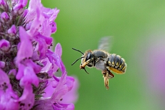 David Plant Photography - Wildlife Photography - Wool carder bee, Anthidium manicatum - H