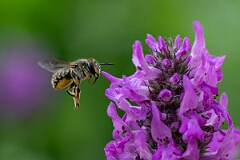 David Plant Photography - Wildlife Photography - Wool carder bee, Anthidium manicatum - L