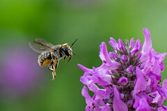 David Plant Photography - Wildlife Photography - Wool carder bee, Anthidium manicatum - M