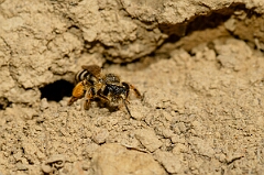 David Plant Photography - Wildlife Photography - Yellow-legged mining bee, Andrena flavipes - A