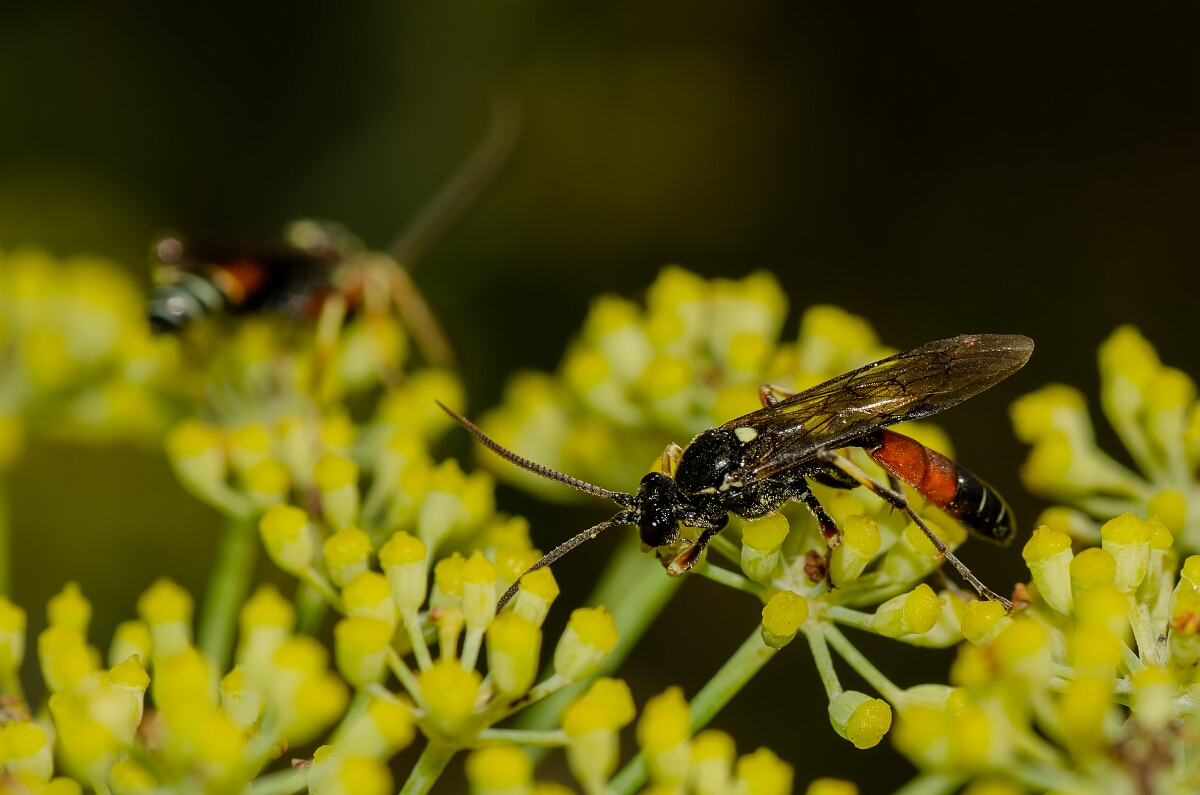 David Plant Photography - Wildlife Photographer - Ctenichneumon panzeri - C.jpg - Ctenichneumon panzeri - Essex