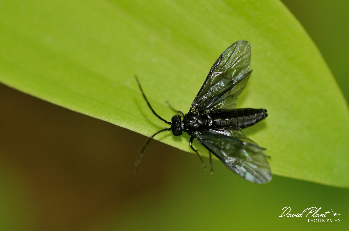 David Plant Photography - Wildlife Photographer - Solomon's seal sawfly, Phymatocera aterrima - A.jpg - Solomon's seal sawfly, Phymatocera aterrima - Cotswolds