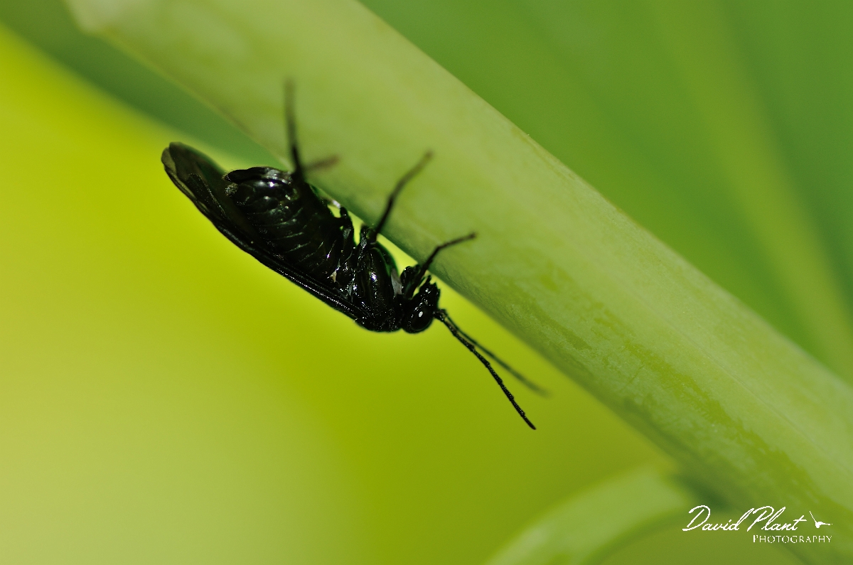 David Plant Photography - Wildlife Photographer - Solomon's seal sawfly, Phymatocera aterrima - B.jpg - Solomon's seal sawfly, Phymatocera aterrima, egg laying - Cotswolds