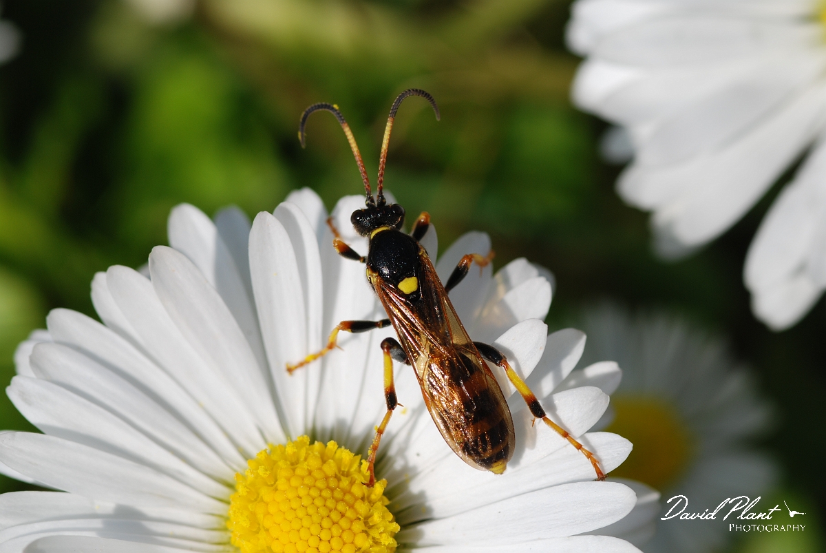 David Plant Photography - Wildlife Photographer - Unknown species1.JPG - Ichneumon xanthorius - Cotswold