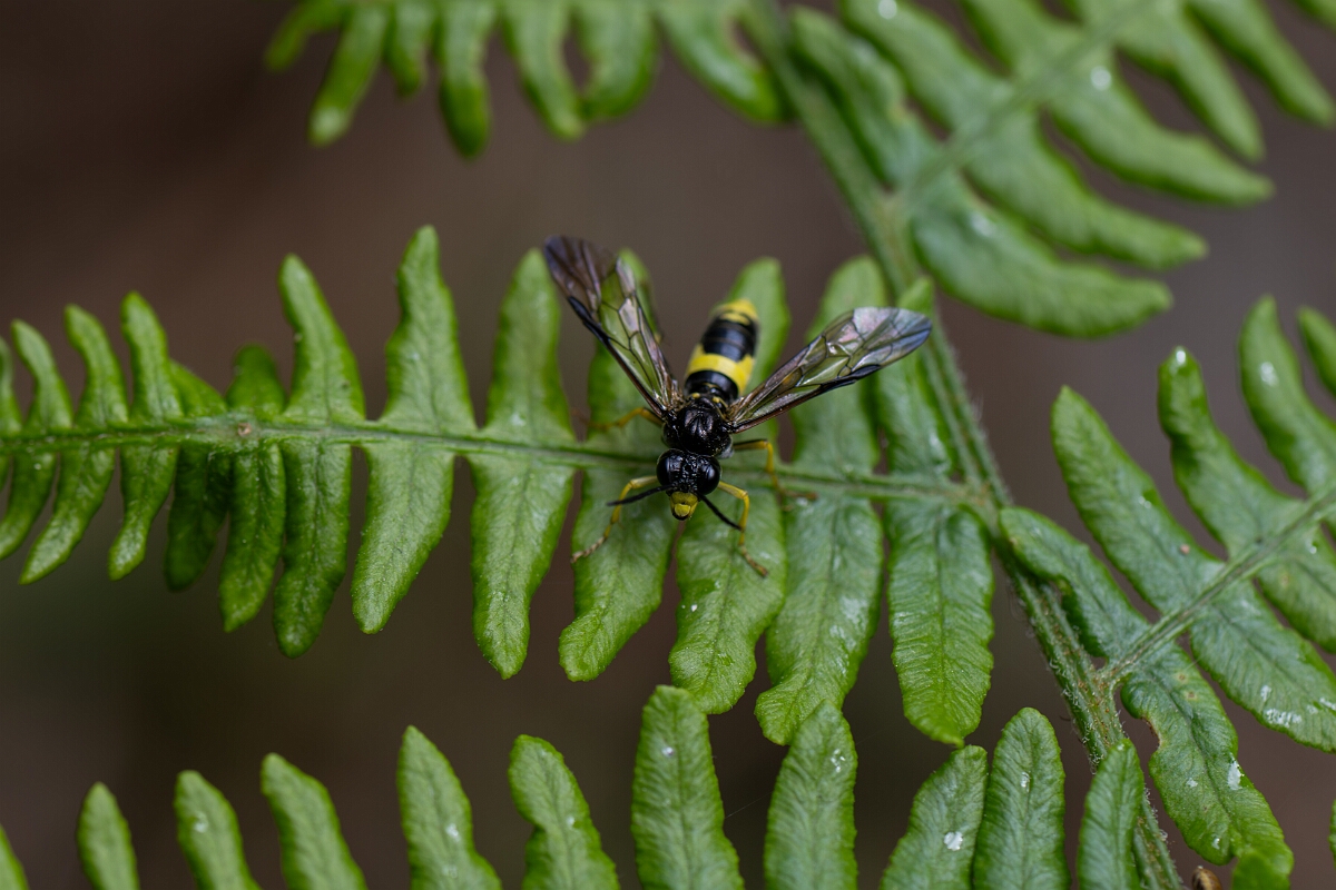 David Plant Photography - Wildlife Photographer - Wayward sawfly, Tenthredo temula - A.jpg - Wayward sawfly, Tenthredo temula - Norfolk