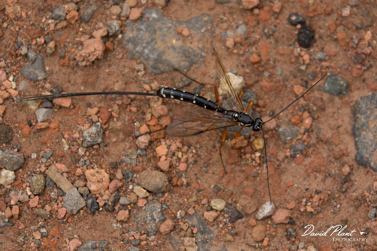 David Plant Photography - Wildlife Photography - Sabre Wasp, Rhyssa persuasoria - A.jpg - Sabre Wasp, Rhyssa persuasoria - Oxfordshire