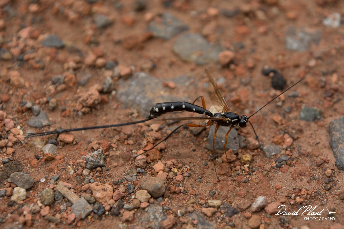 David Plant Photography - Wildlife Photography - Sabre Wasp, Rhyssa persuasoria - B.jpg - Sabre Wasp, Rhyssa persuasoria - Oxfordshire