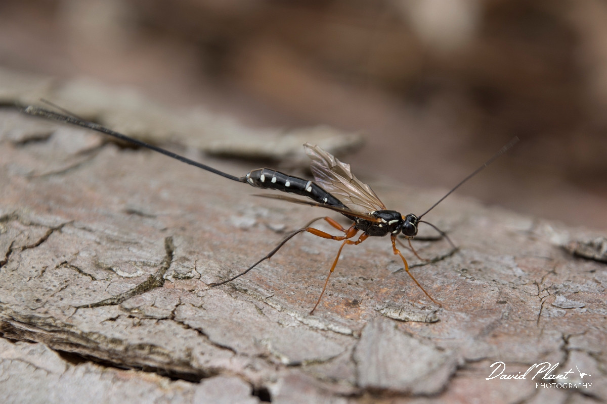 David Plant Photography - Wildlife Photography - Sabre Wasp, Rhyssa persuasoria - C.jpg - Sabre Wasp, Rhyssa persuasoria - Oxfordshire