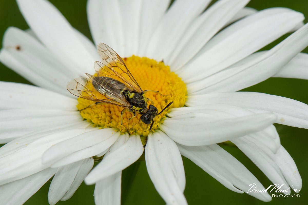 David Plant Photography - Wildlife Photography - Tenthredo arcuata - A.jpg - Tenthredo arcuata - Leicestershire