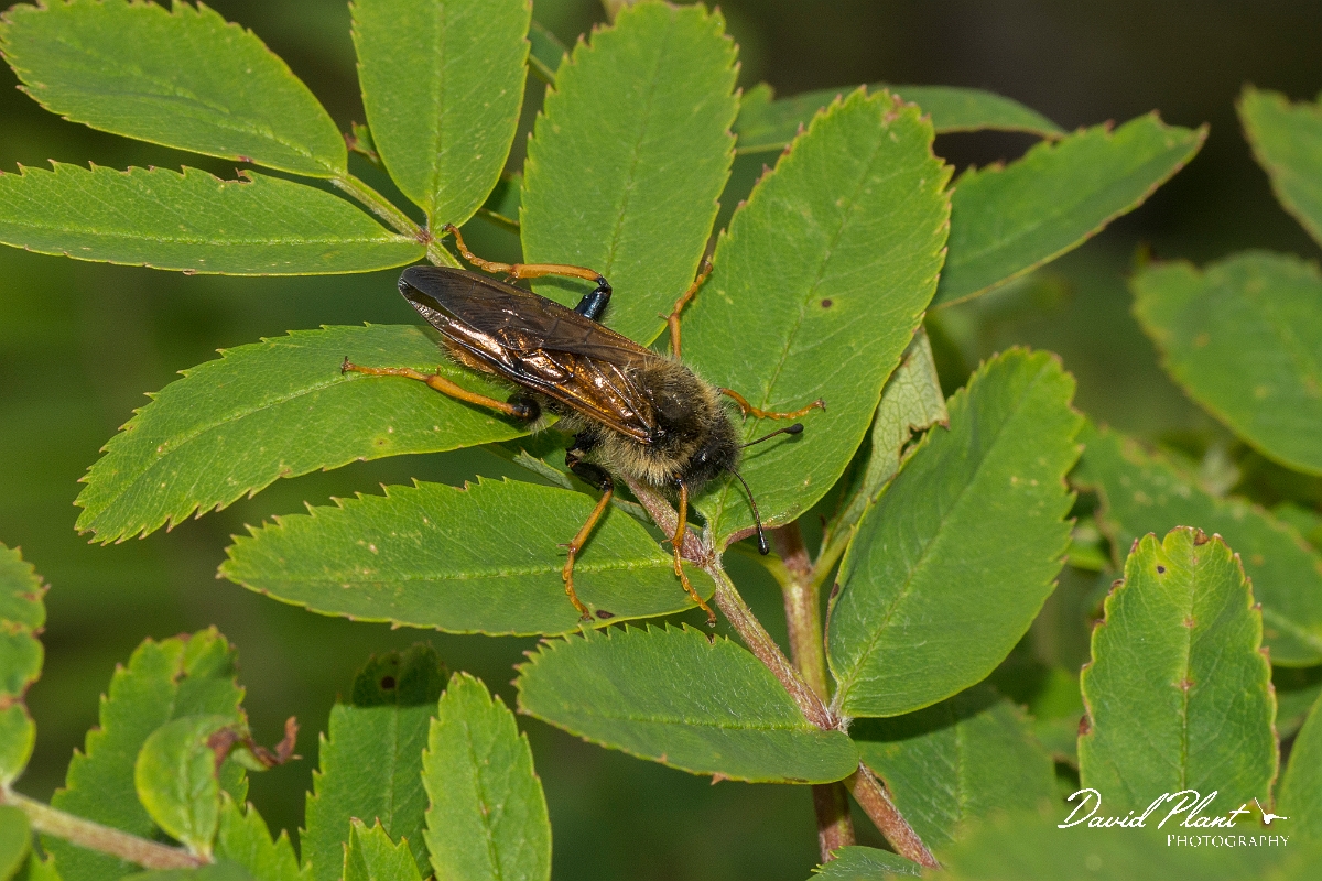 David Plant Photography - Wildlife Photography - Zaraea lonicerae - A.jpg - Honeysuckle Sawfly, Zaraea lonicerae - Ayrshire