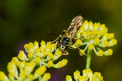 David Plant Photography - Wildlife Photographer - Ctenichneumon panzeri - A