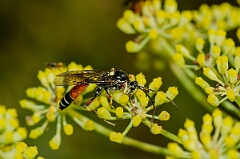 David Plant Photography - Wildlife Photographer - Ctenichneumon panzeri - B