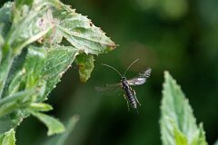 David Plant Photography - Wildlife Photographer - Itoplectis maculator - A