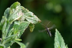 David Plant Photography - Wildlife Photographer - Itoplectis maculator - B