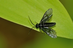 David Plant Photography - Wildlife Photographer - Solomon's seal sawfly, Phymatocera aterrima - A