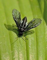 David Plant Photography - Wildlife Photographer - Solomon's seal sawfly, Phymatocera aterrima - C