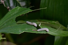 David Plant Photography - Wildlife Photographer - Solomon's seal sawfly, Phymatocera aterrima - D