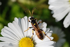 David Plant Photography - Wildlife Photographer - Unknown species1