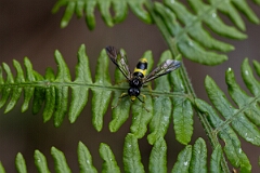 David Plant Photography - Wildlife Photographer - Wayward sawfly, Tenthredo temula - A