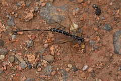 David Plant Photography - Wildlife Photography - Sabre Wasp, Rhyssa persuasoria - A