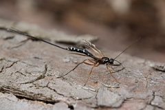 David Plant Photography - Wildlife Photography - Sabre Wasp, Rhyssa persuasoria - C