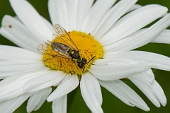 David Plant Photography - Wildlife Photography - Tenthredo arcuata - A