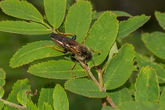 David Plant Photography - Wildlife Photography - Zaraea lonicerae - A