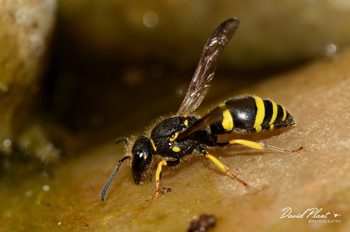 David Plant Photography - Wildlife Photography - Ancistrocerus nigricornis - A.jpg - Early mason-wasp, Ancistrocerus nigricornis - Cotswolds
