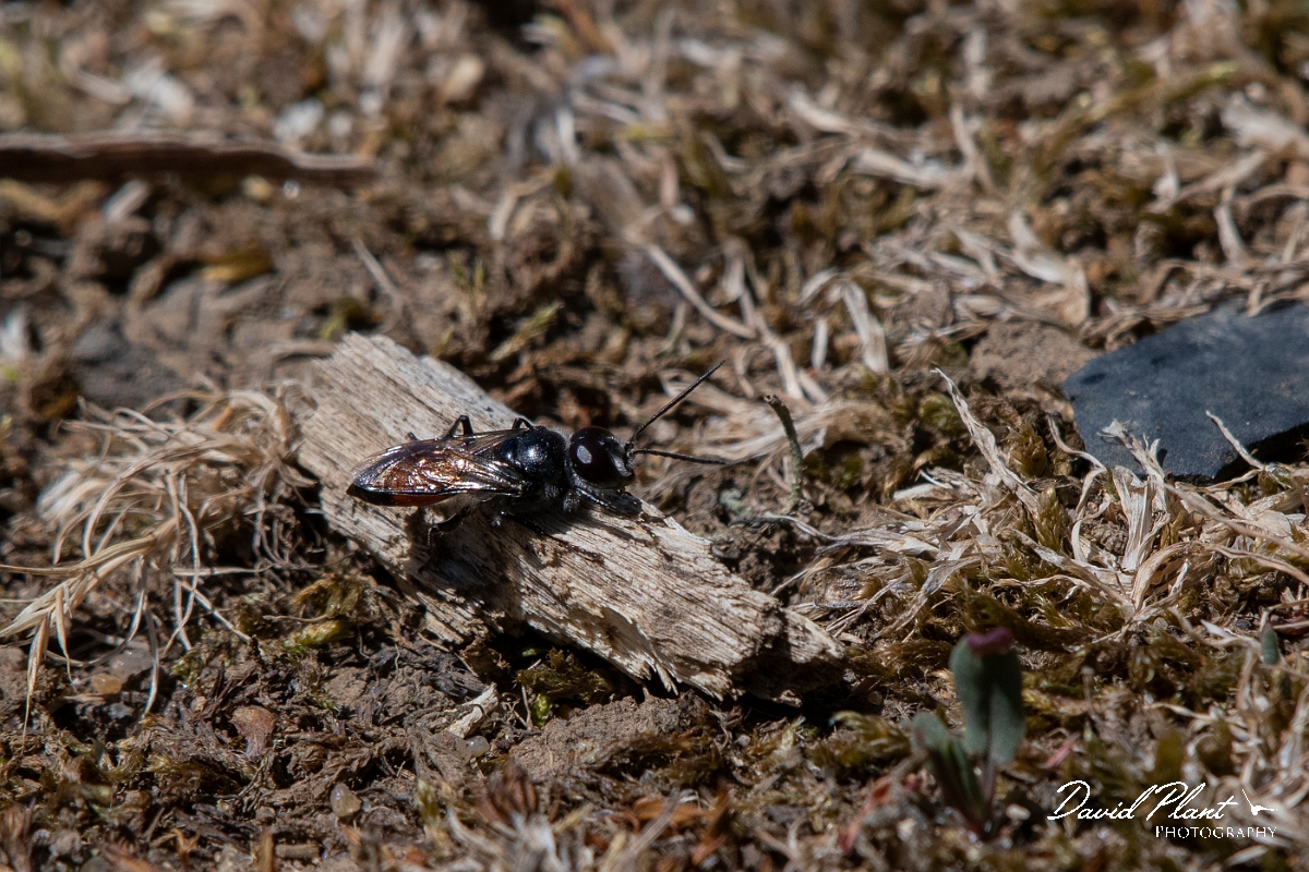David Plant Photography - Wildlife Photography - Astata boops - A.JPG - Astata boops - Kent