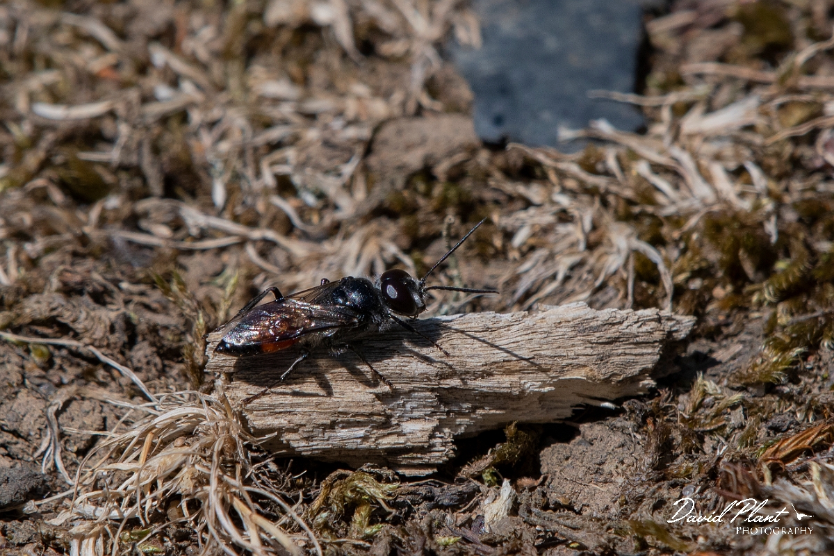 David Plant Photography - Wildlife Photography - Astata boops - C.JPG - Astata boops - Kent