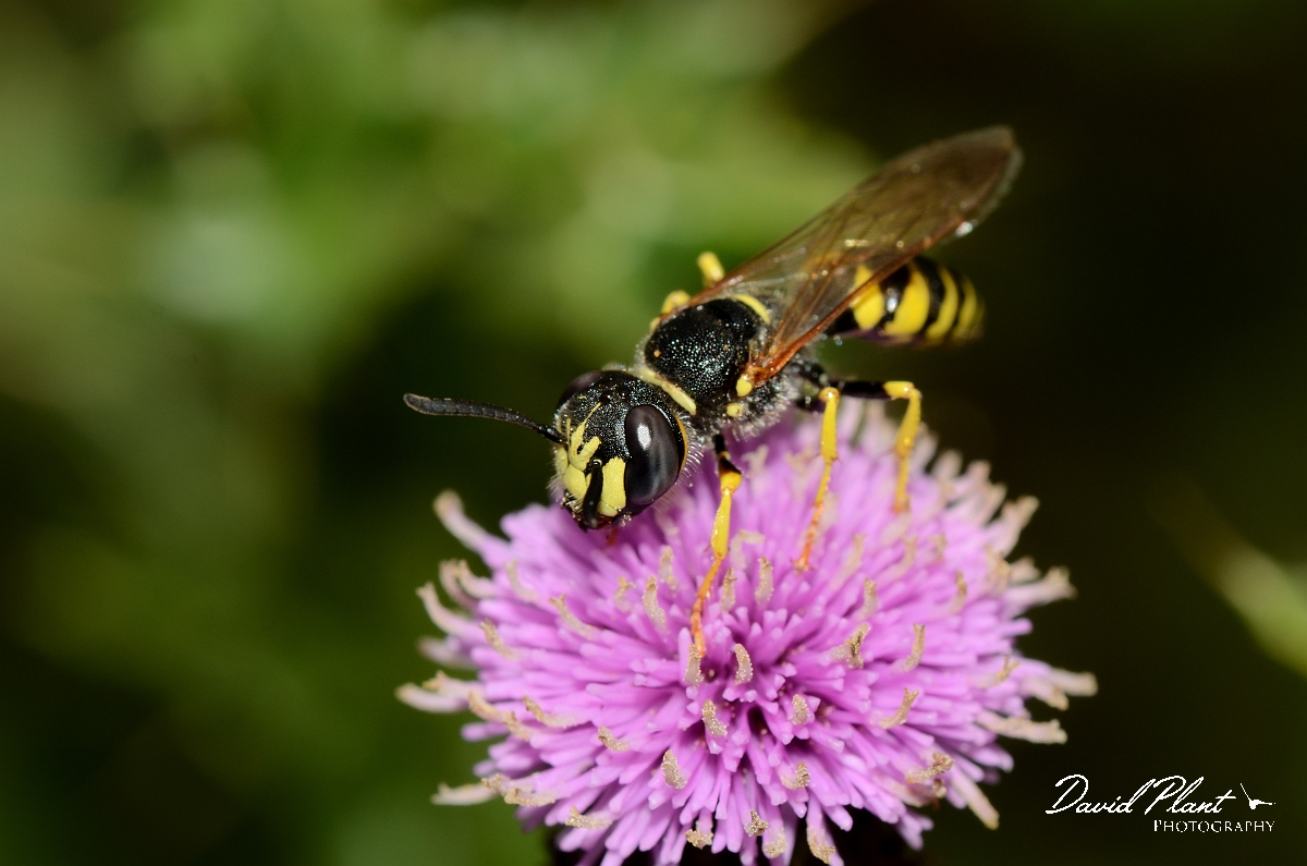 David Plant Photography - Wildlife Photography - Beewolf Philanthus triangulum - C.jpg - Beewolf, Philanthus triangulum, on creeping thistle - Suffolk