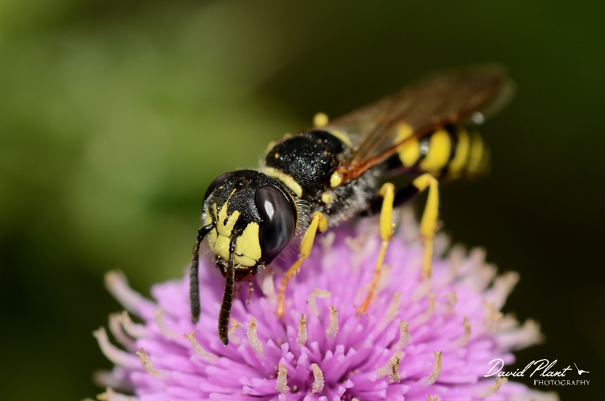 David Plant Photography - Wildlife Photography - Beewolf Philanthus triangulum - D.jpg - Beewolf, Philanthus triangulum, on creeping thistle - Suffolk