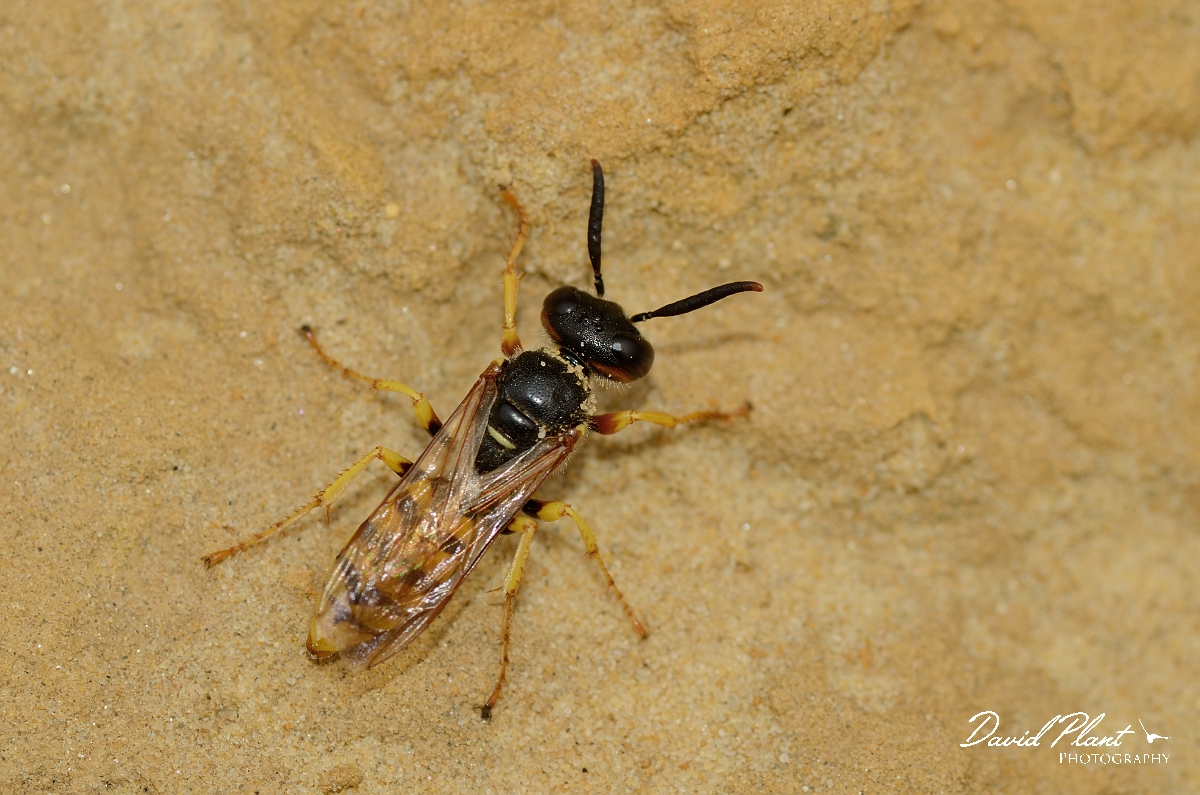David Plant Photography - Wildlife Photography - Beewolf, Philanthus triangulum - E.jpg - Beewolf, Philanthus triangulum - Cambridegshire