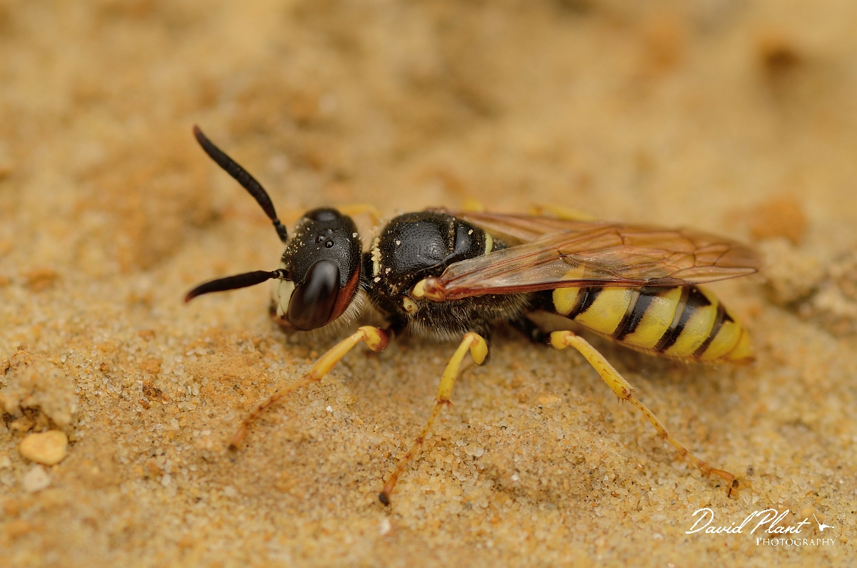 David Plant Photography - Wildlife Photography - Beewolf, Philanthus triangulum - F.jpg - Beewolf, Philanthus triangulum - Cambridegshire