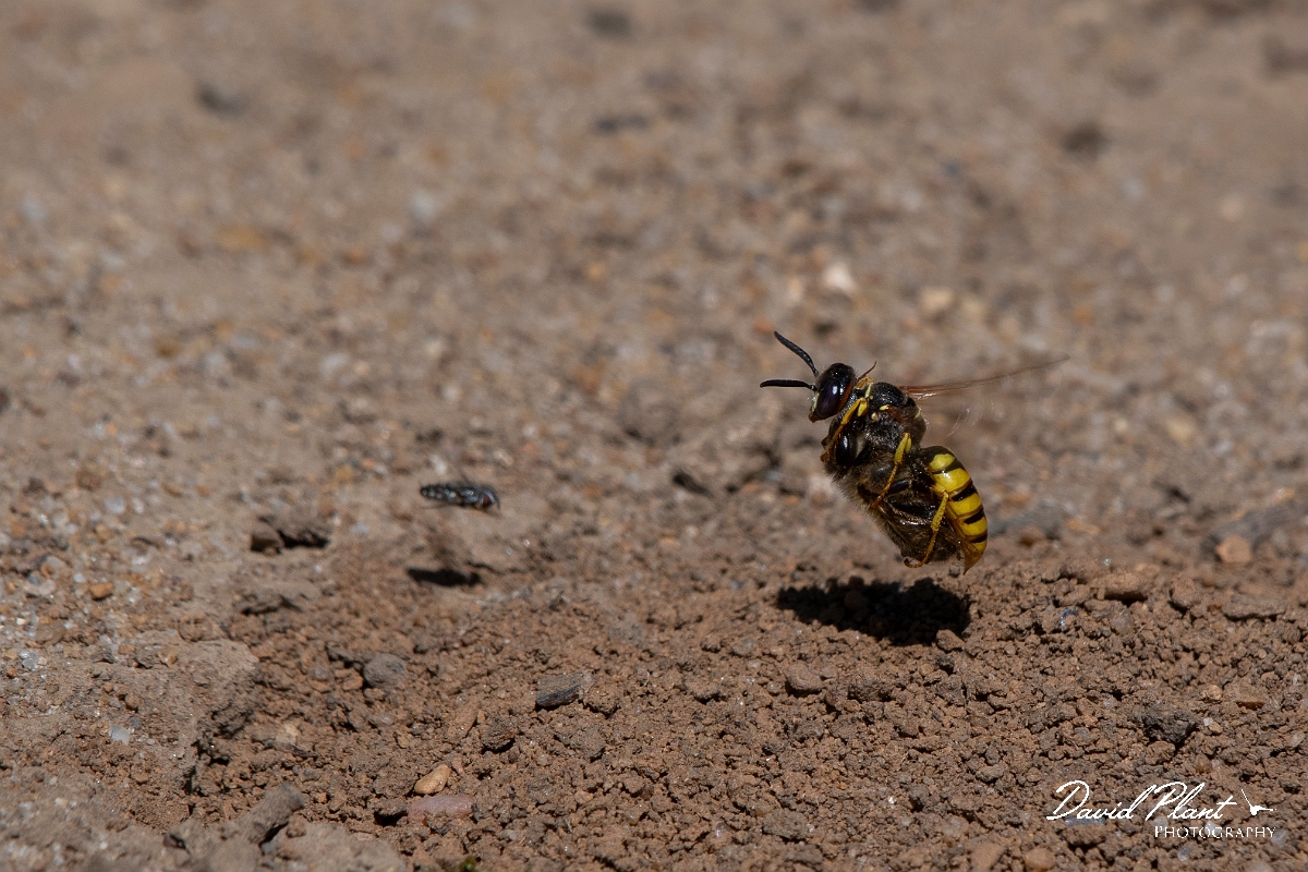 David Plant Photography - Wildlife Photography - Beewolf, Philanthus triangulum - H.jpg - Beewolf, Philanthus triangulum, with bee - Kent