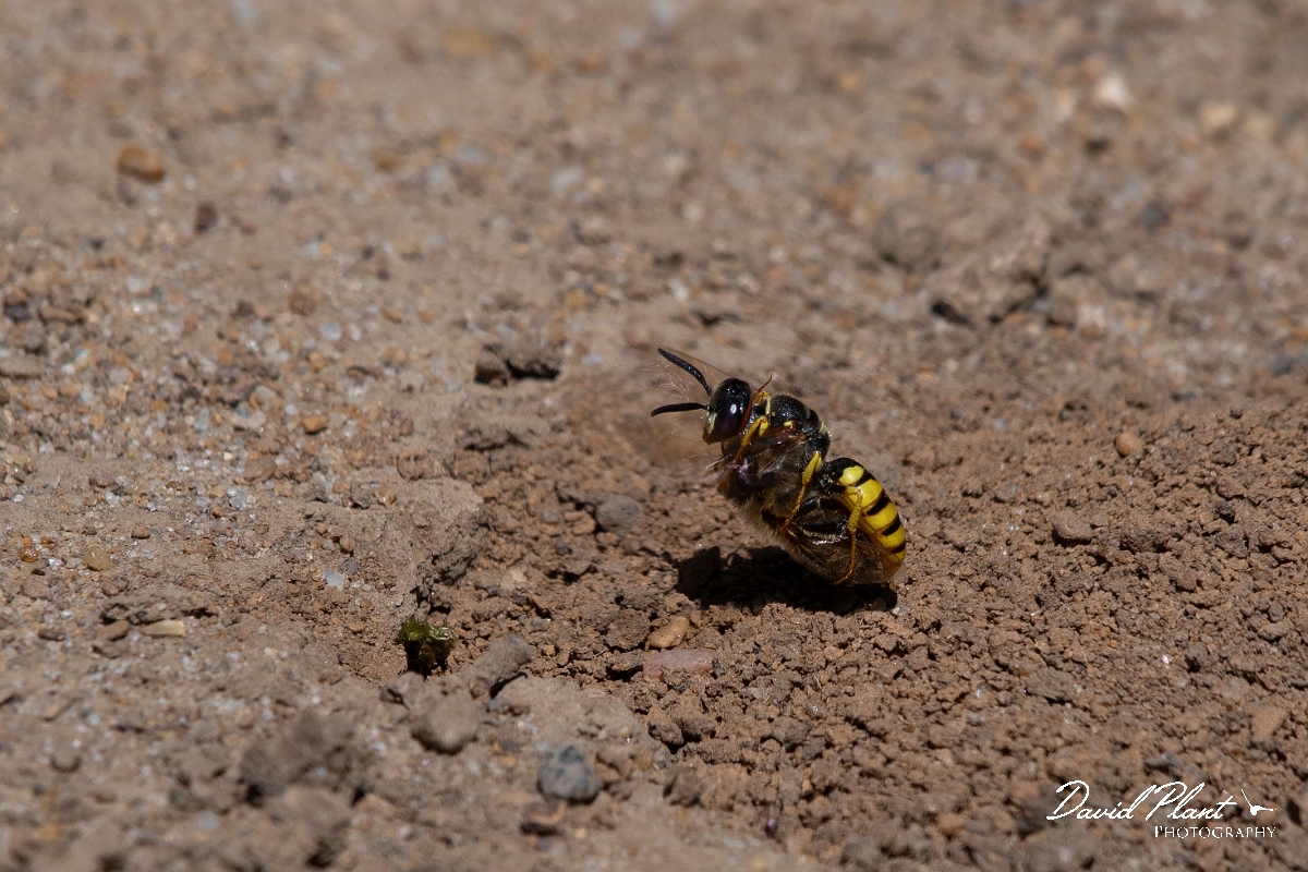 David Plant Photography - Wildlife Photography - Beewolf, Philanthus triangulum - I.jpg - Beewolf, Philanthus triangulum, with bee - Kent