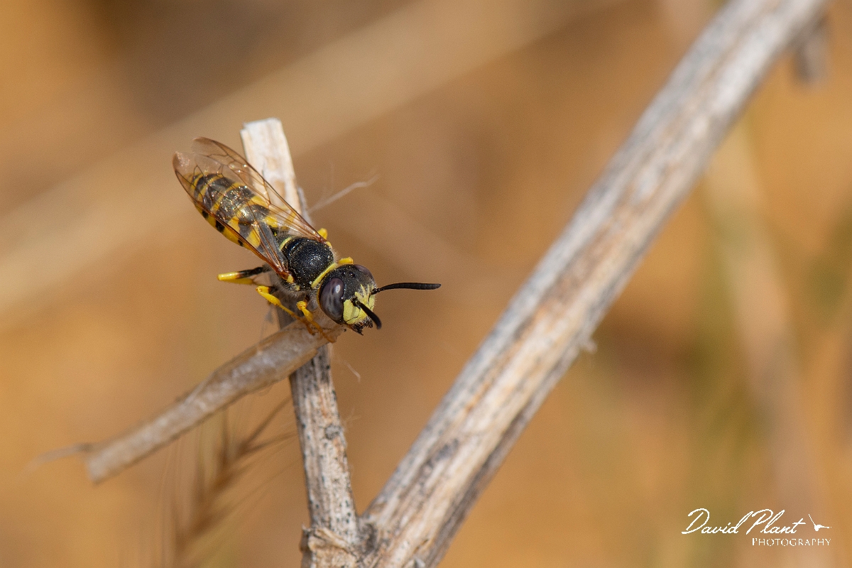 David Plant Photography - Wildlife Photography - Beewolf, Philanthus triangulum - K.jpg - Beewolf, Philanthus triangulum - Kent