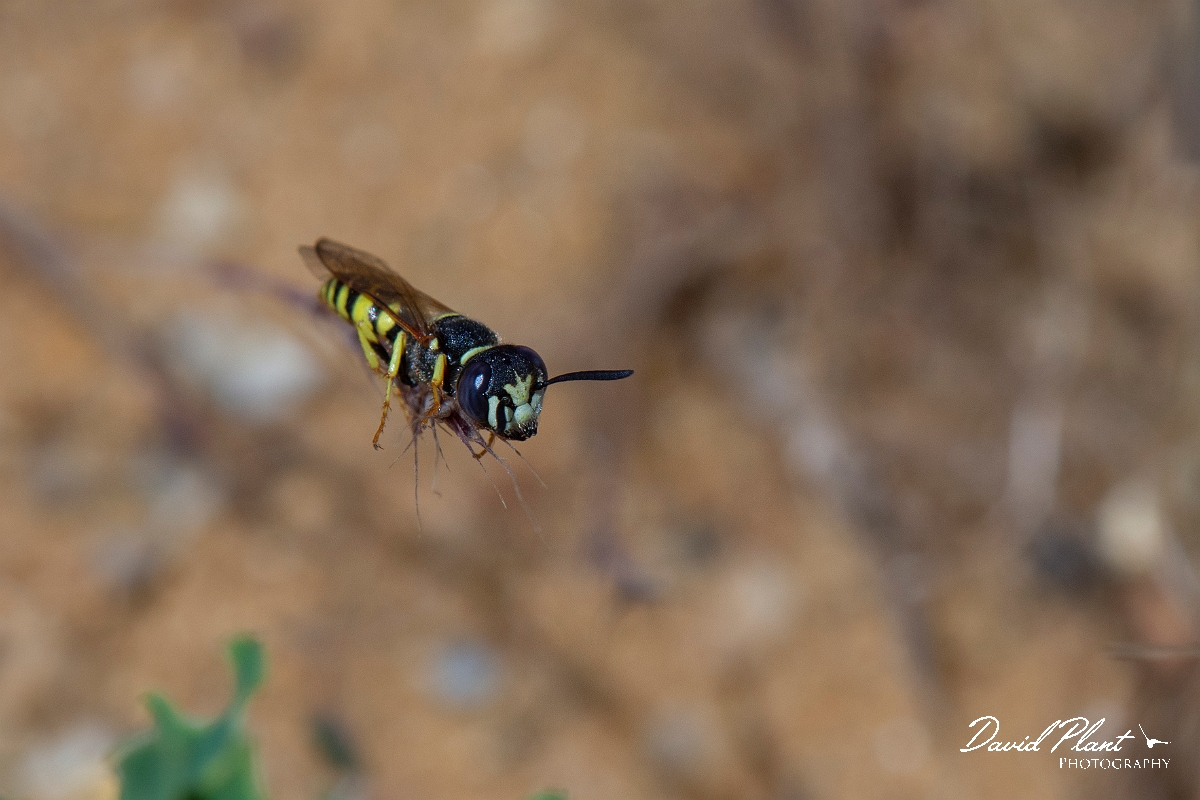 David Plant Photography - Wildlife Photography - Beewolf, Philanthus triangulum - L.jpg - Beewolf, Philanthus triangulum - Kent