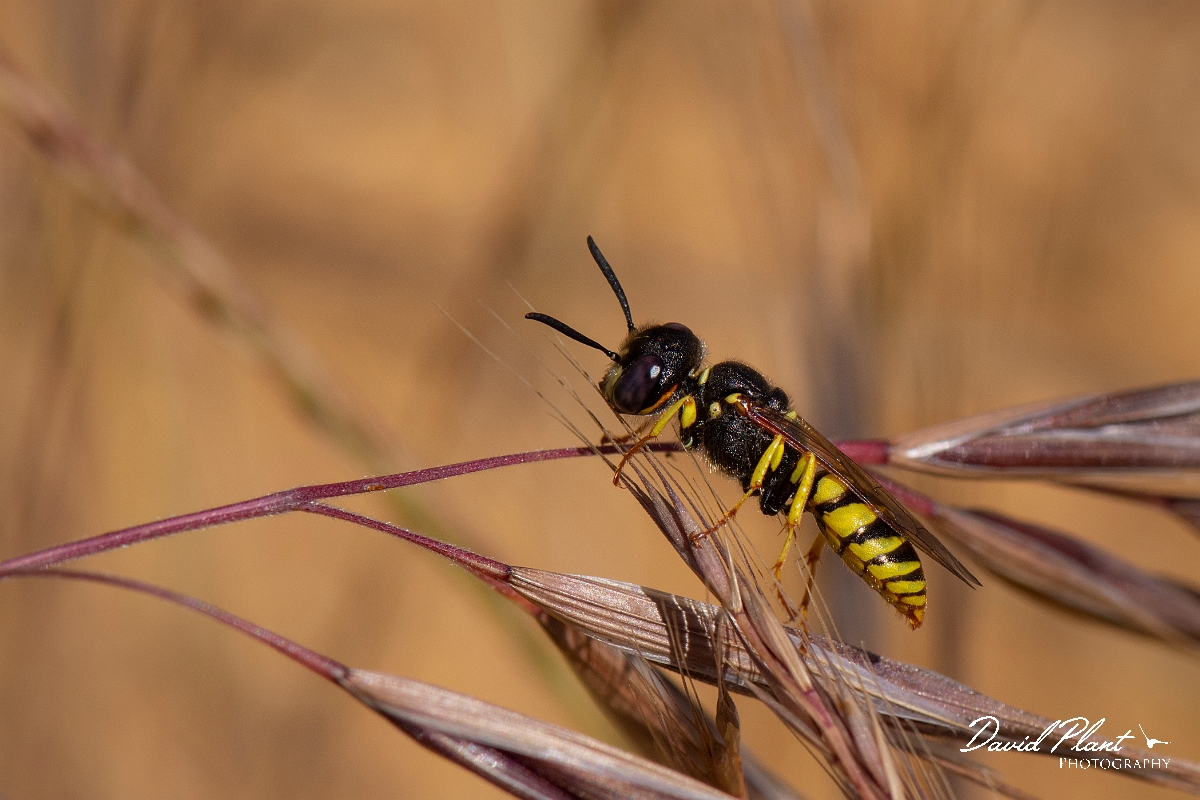 David Plant Photography - Wildlife Photography - Beewolf, Philanthus triangulum - N.jpg - Beewolf, Philanthus triangulum - Kent