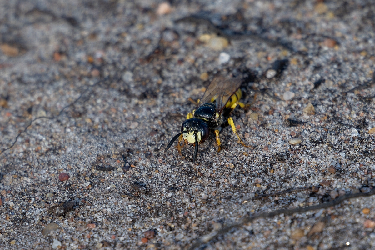 David Plant Photography - Wildlife Photography - Beewolf, Philanthus triangulum - O.jpg - Beewolf, Philanthus triangulum, - Surrey