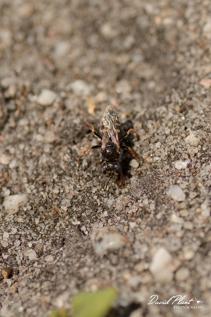 David Plant Photography - Wildlife Photography - Common spiny digger wasp, Oxybelus uniglumis - A.jpg - Common spiny digger wasp, Oxybelus uniglumis - Dorset