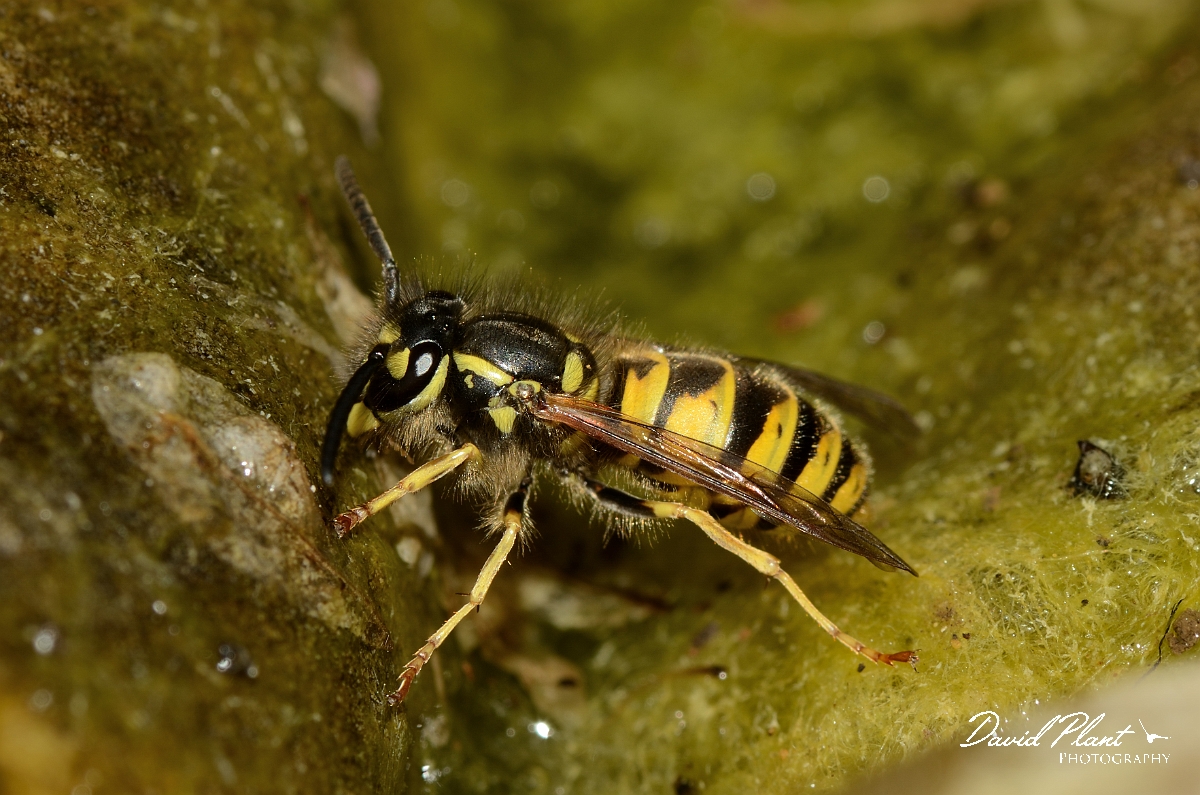 David Plant Photography - Wildlife Photography - Common wasp, Vespula vulgaris - A.jpg - Common wasp, Vespula vulgaris - Cotswolds