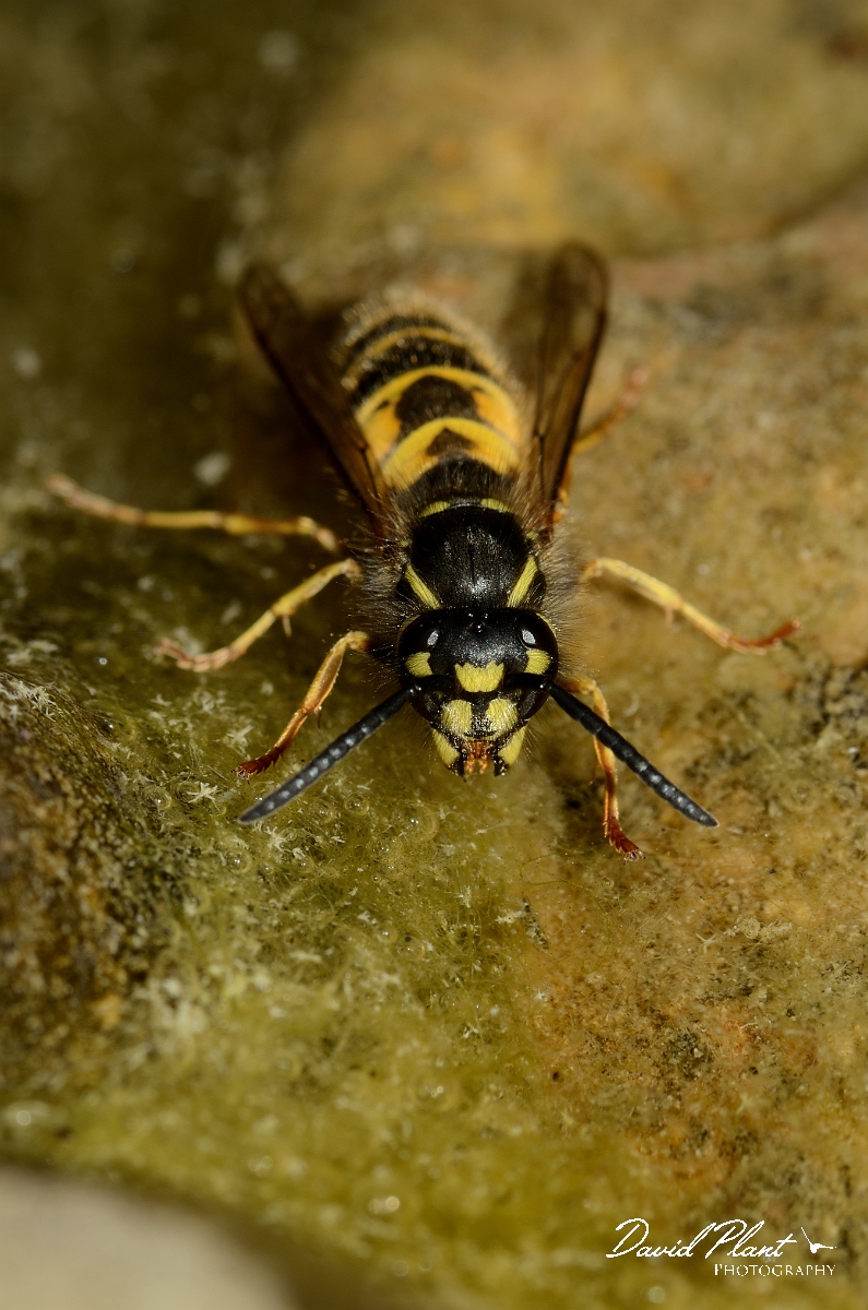 David Plant Photography - Wildlife Photography - Common wasp, Vespula vulgaris - B.jpg - Common wasp, Vespula vulgaris - Cotswolds