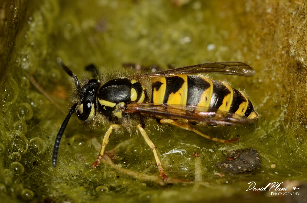 David Plant Photography - Wildlife Photography - Common wasp, Vespula vulgaris - C.jpg - Common wasp, Vespula vulgaris - Cotswolds
