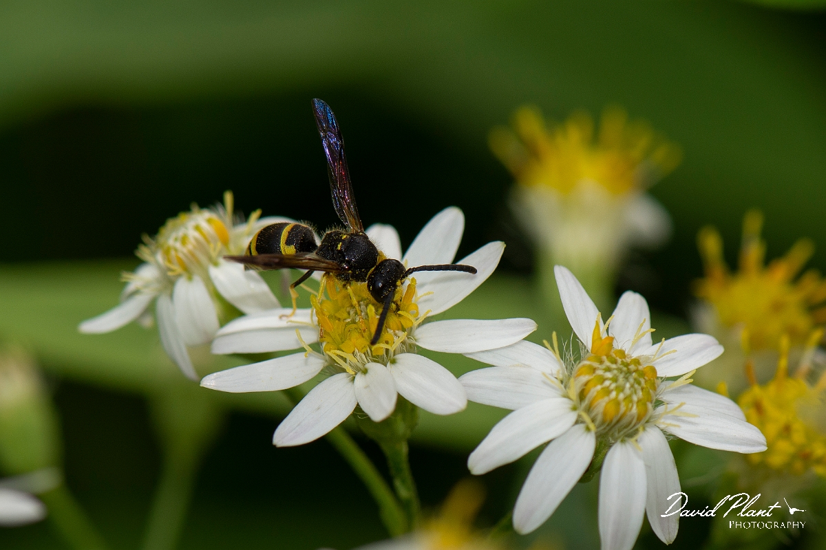 David Plant Photography - Wildlife Photography - Early mason-wasp, Ancistrocerus nigricornis - A.jpg - Early mason-wasp, Ancistrocerus nigricornis - Cotswolds