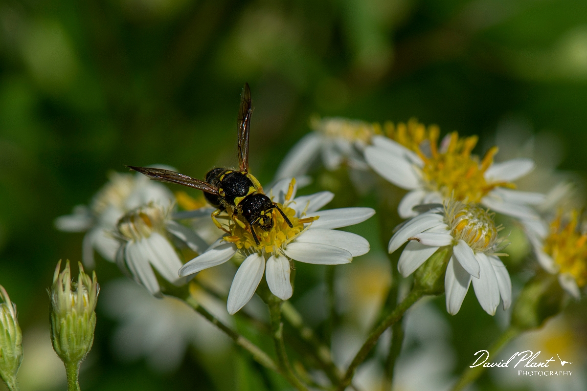 David Plant Photography - Wildlife Photography - Early mason-wasp, Ancistrocerus nigricornis - C.jpg - Early mason-wasp, Ancistrocerus nigricornis - Cotswolds